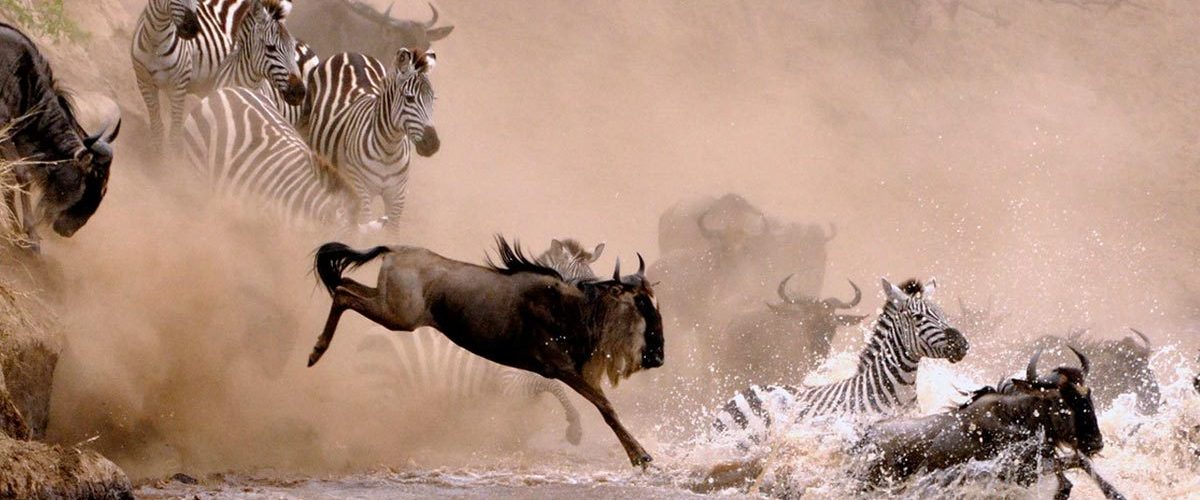 Kenya Wildlife Safaris