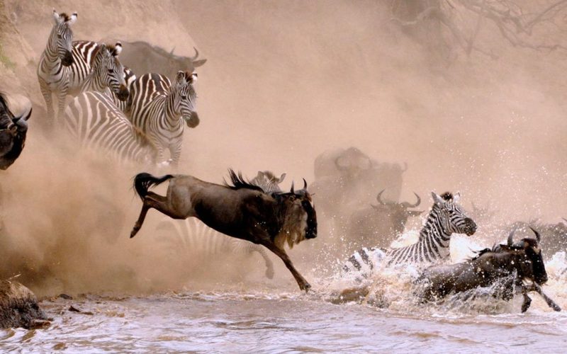 Kenya Wildlife Safaris