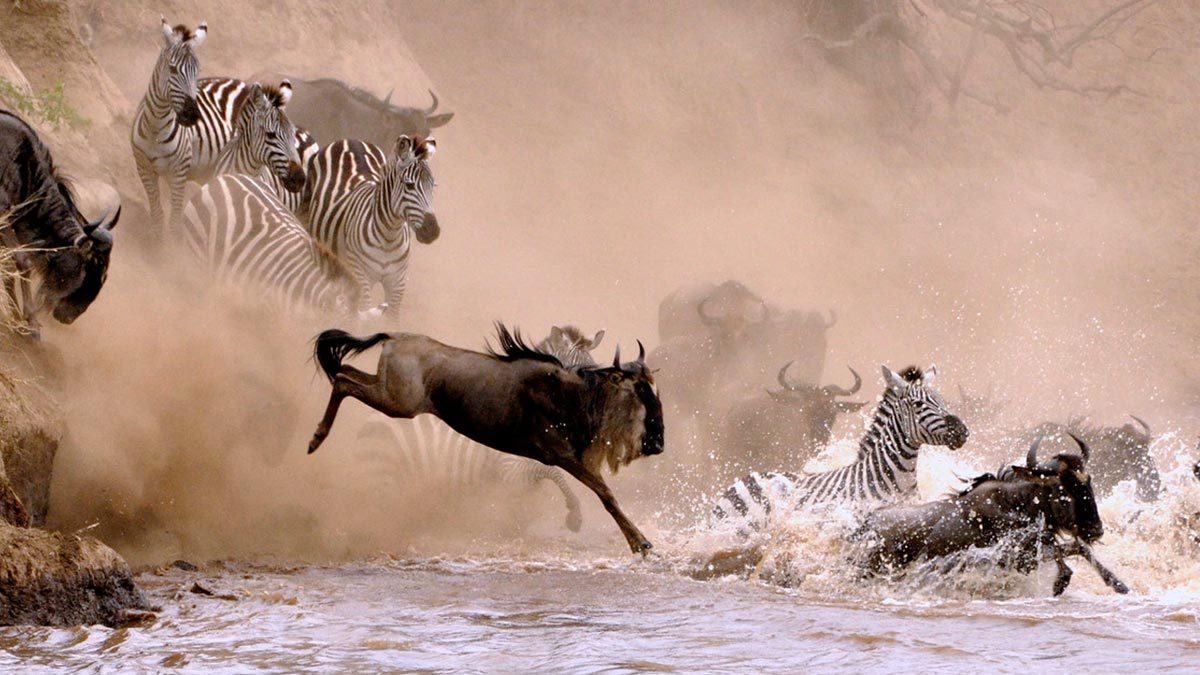 Best Kenya Wildlife Safari
