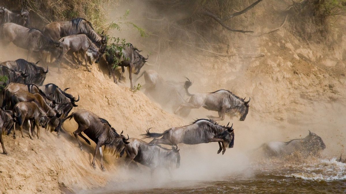 Kenya Wildlife Safaris