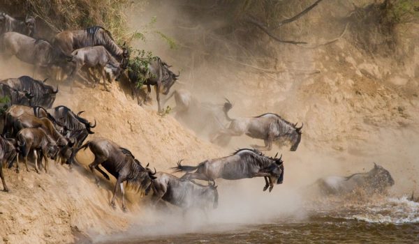 Kenya Wildlife Safaris