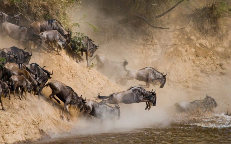 Kenya Wildlife Safaris