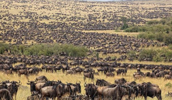 Wildlife Migration tours Africa