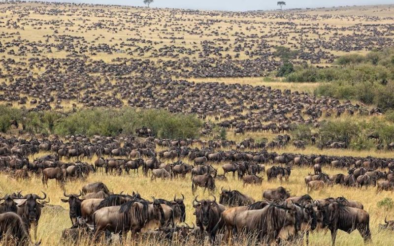 Tanzania Wildlife Safaris