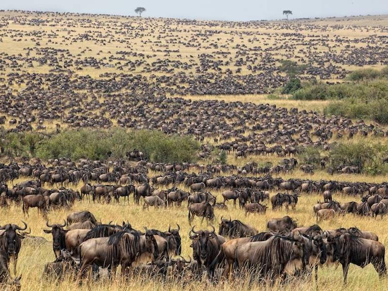 Wildlife Migration tours Africa