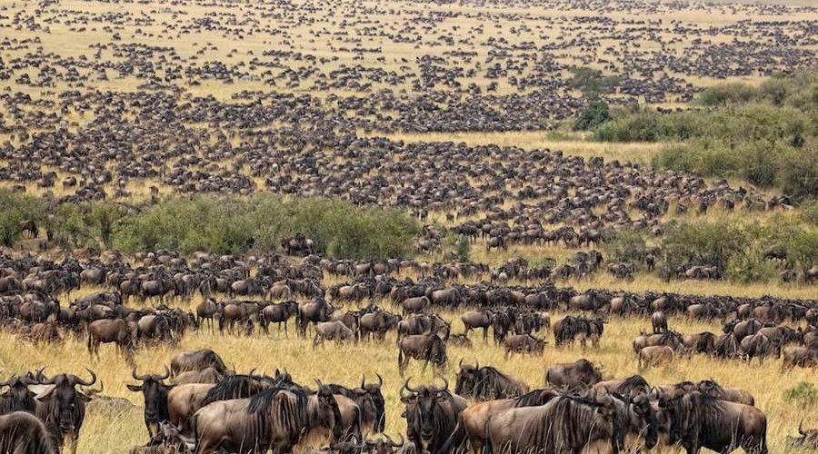 Wildlife Migration tours Africa