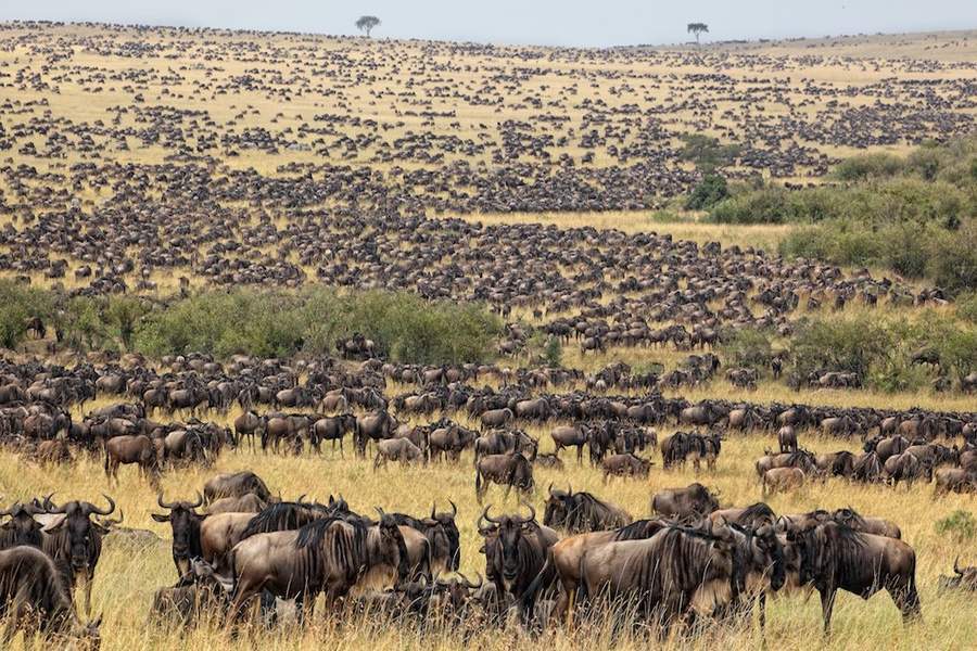 Maasai Mara National Reserve