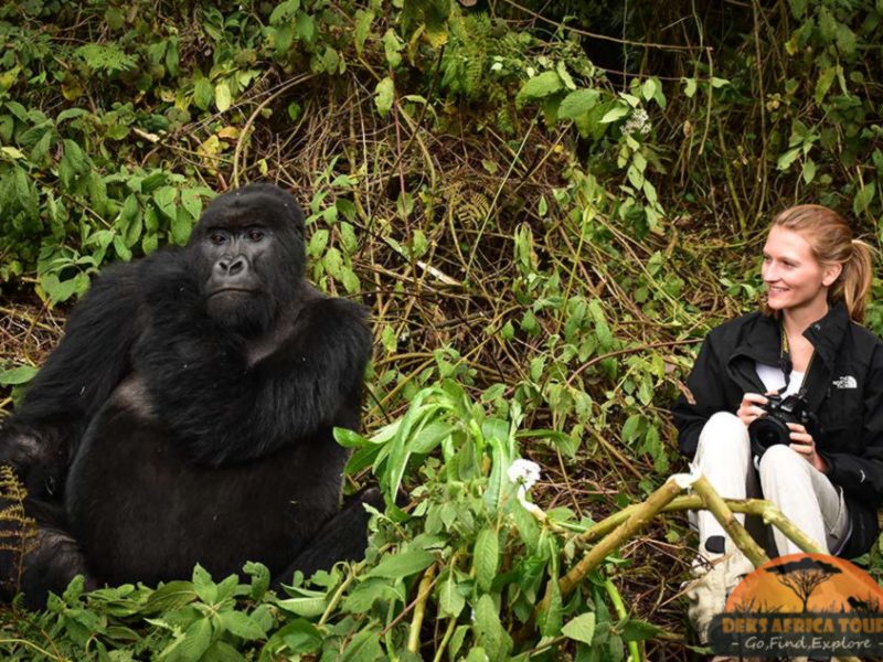 Africa Safaris