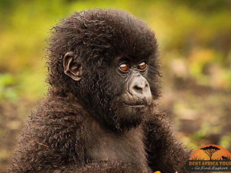 Uganda Gorilla Safaris