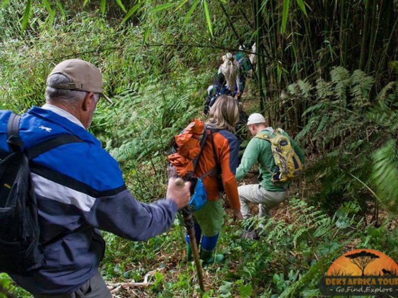 Long Uganda Gorilla Safaris