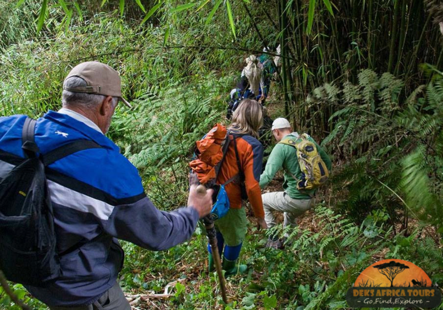 Long Uganda Gorilla Tracking Safaris