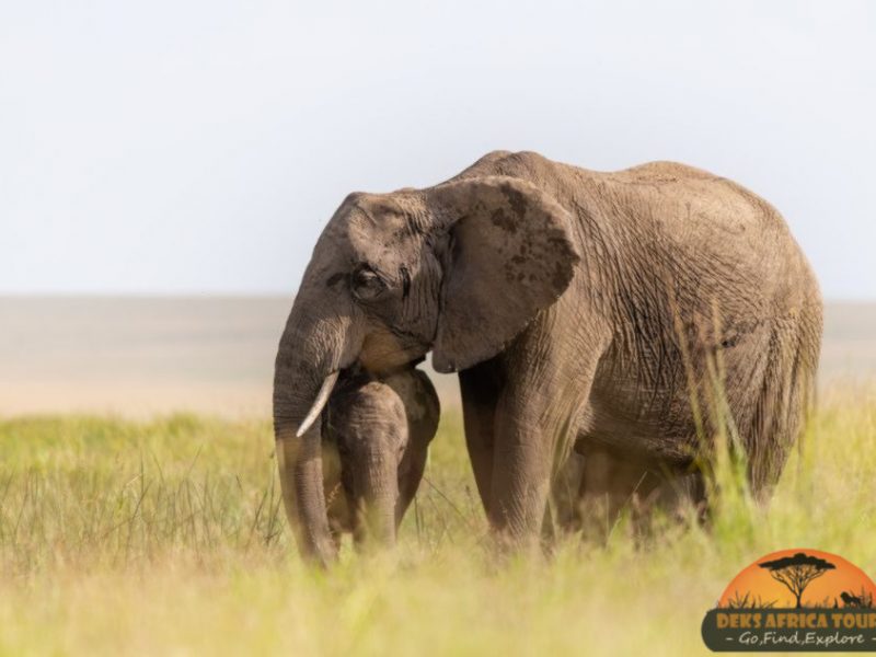 Selous Game Reserve