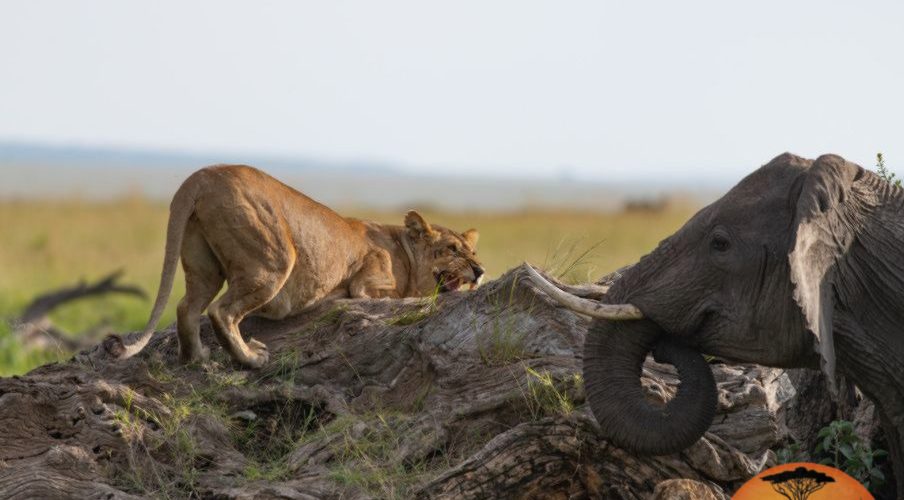 Africa Safari Discovery Tours