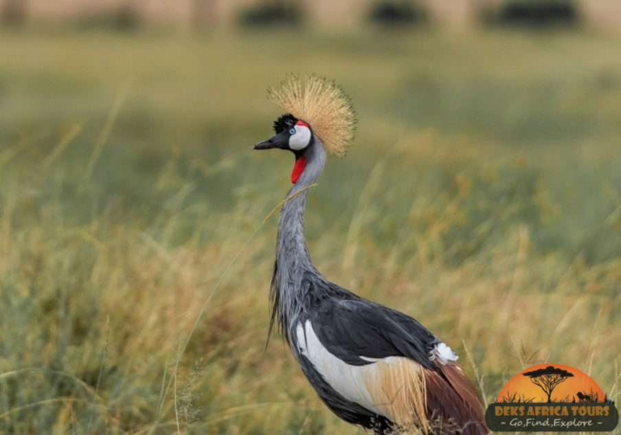 What Gear Do I Need for Birding Safaris in Uganda
