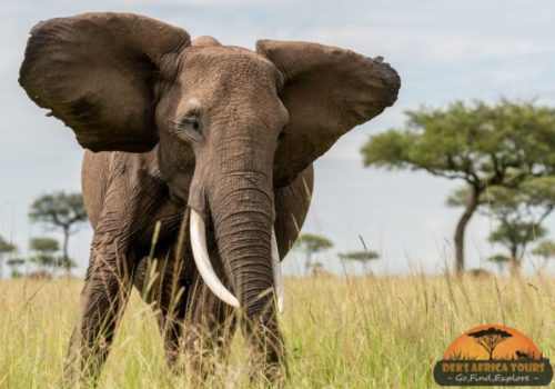 Queen Elizabeth Big Five Safari