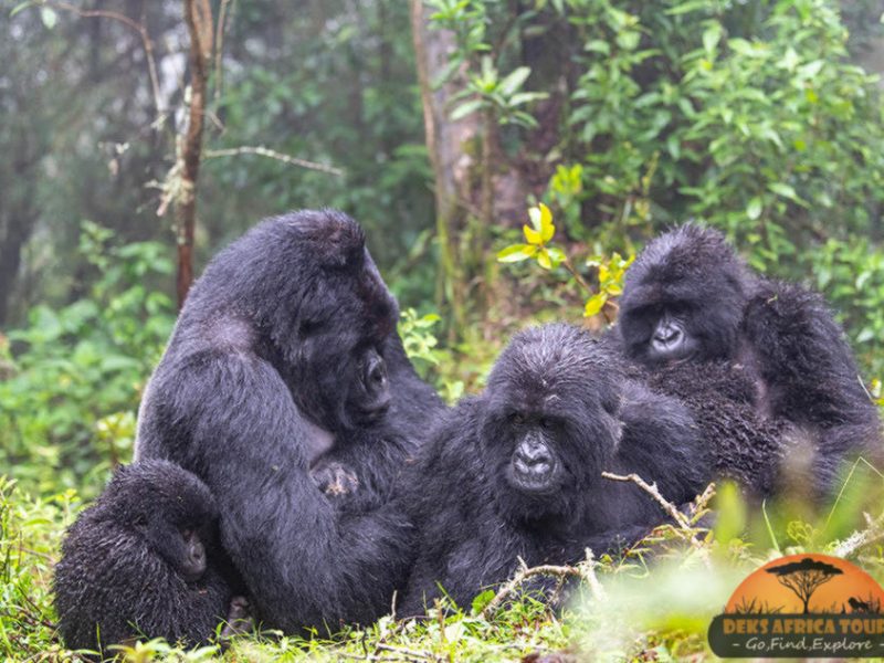 Long Uganda gorilla safaris