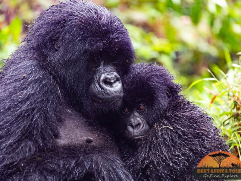 Long Uganda Gorilla Safaris