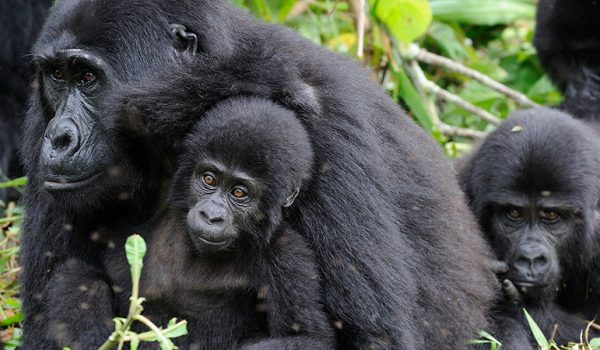 Gorilla trekking adventures to Uganda