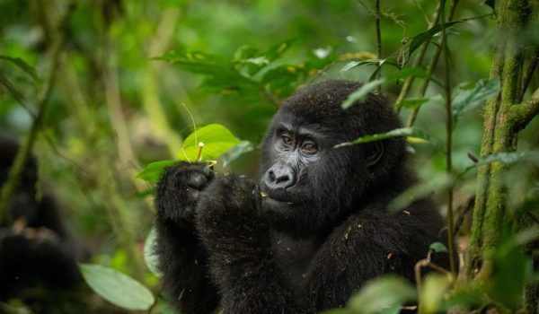 Mountain Gorillas