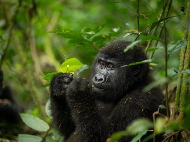 Mountain Gorillas