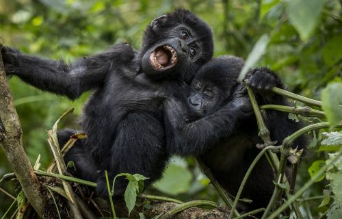 Mountain Gorillas