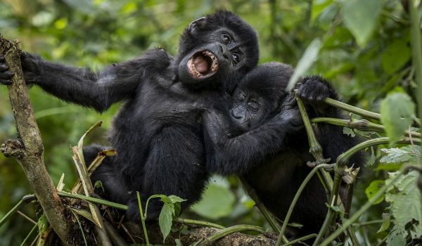 Mountain Gorillas