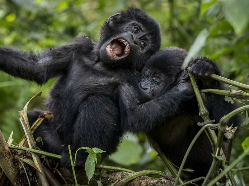 Mountain Gorillas