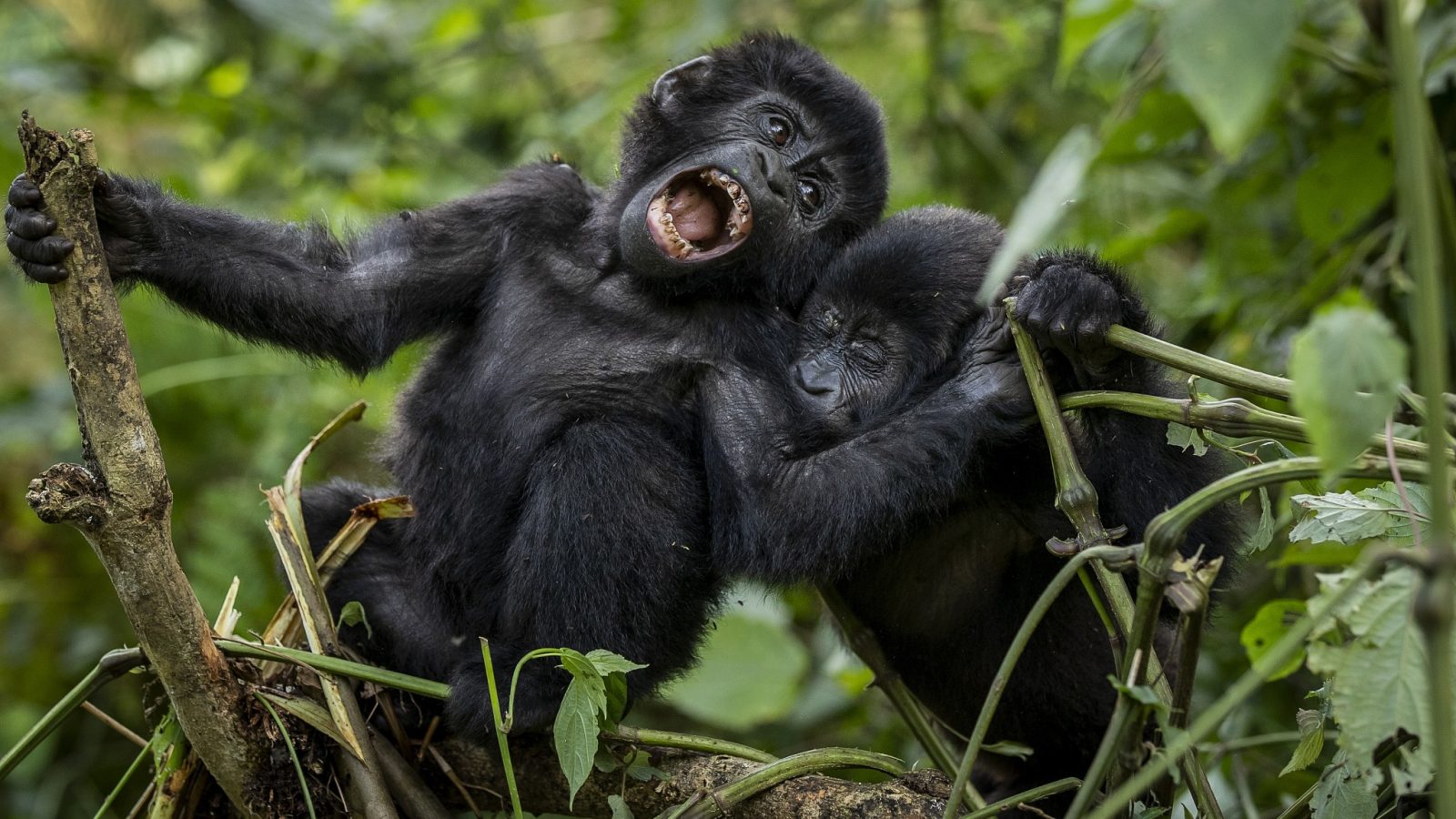 Mountain Gorillas in Africa