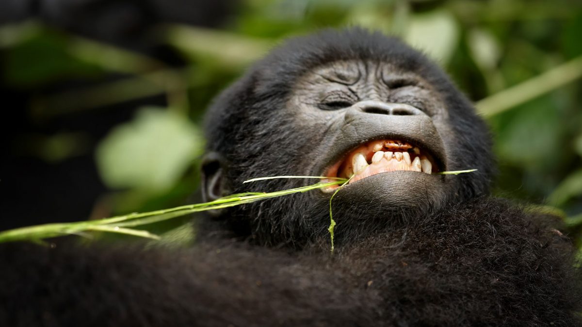 Rwanda Gorilla Trekking & Golden Monkeys 3-Day Tour