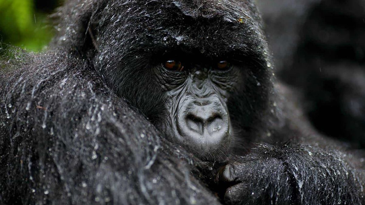 Can I Go Gorilla Trekking in Uganda from an Amboseli Safari