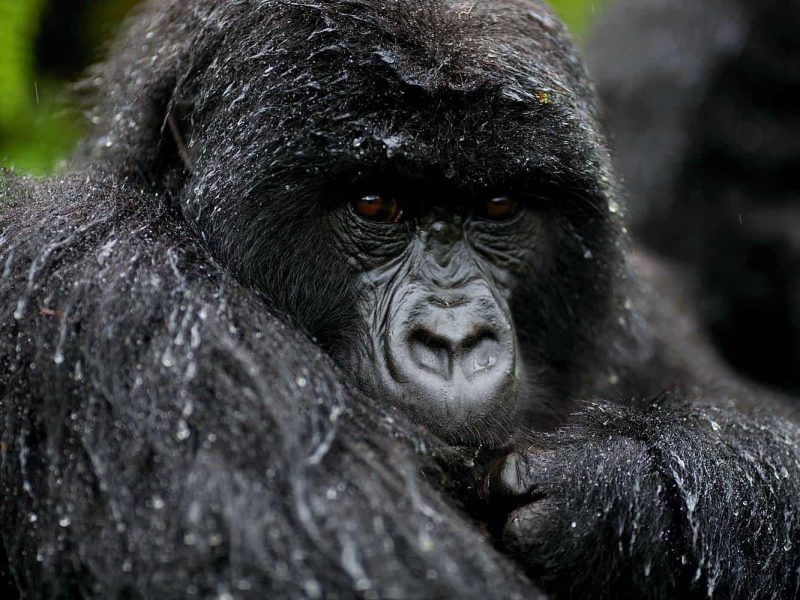 Can I Go Gorilla Trekking in Uganda from an Amboseli Safari