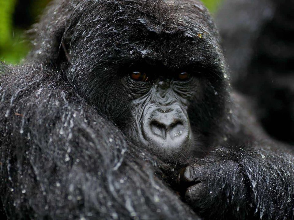 Can I Go Gorilla Trekking in Uganda from an Amboseli Safari