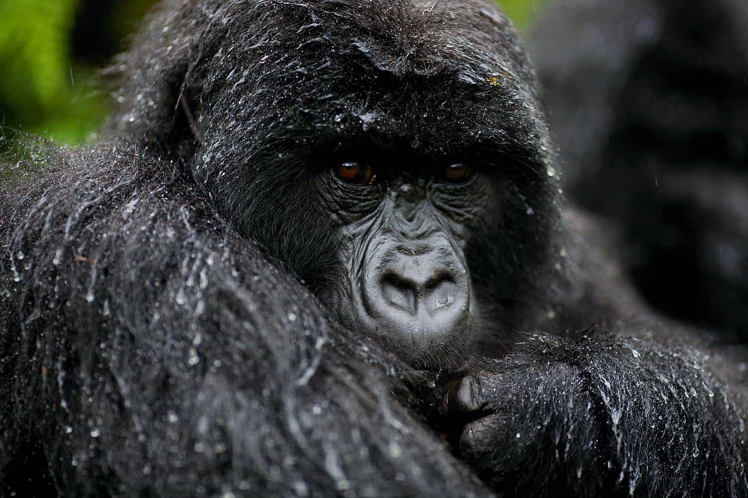 Mountain Gorillas in Africa