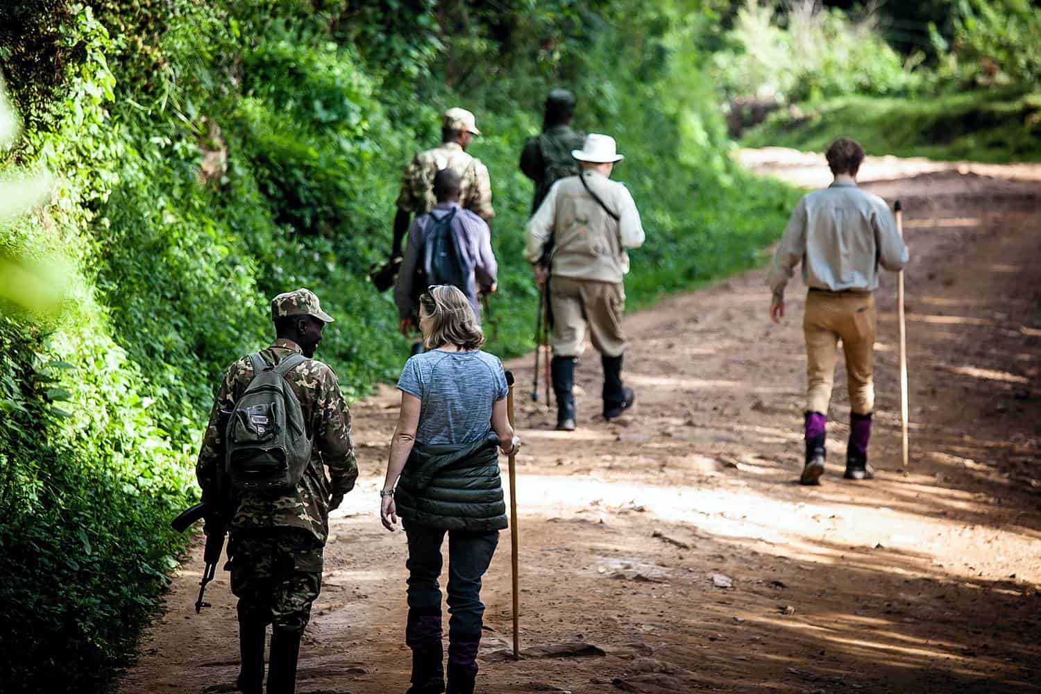 Mountain Gorillas in Africa