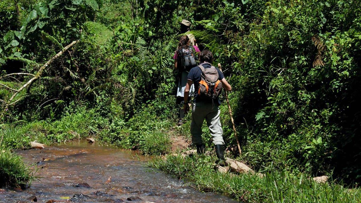 Uganda Gorilla Trek & Golden Monkey 4-Day Safari