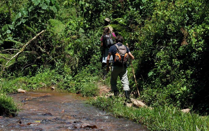 Rwanda Gorilla Safaris