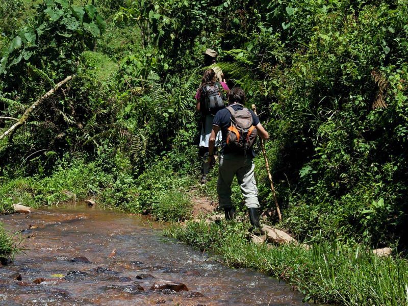 Is Gorilla Trekking in Rwanda Possible from Texas?