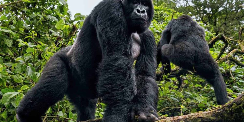 Uganda Gorilla Tours