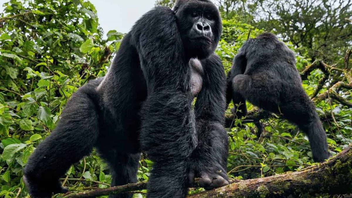 Is Gorilla Trekking in Rwanda Possible from London?