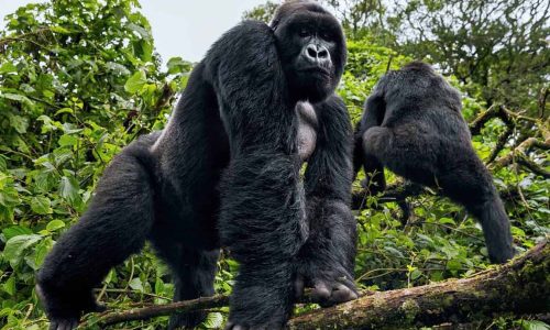 Uganda Gorilla Tours