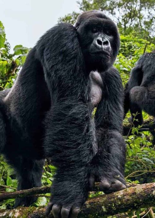 Is Gorilla Trekking in Rwanda Possible from London?