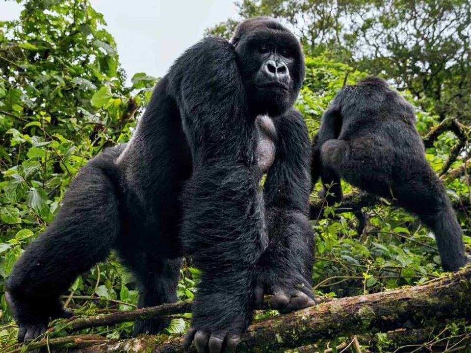 Is Gorilla Trekking in Rwanda Possible from London?