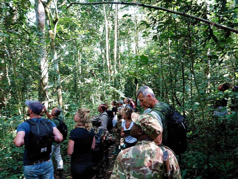 Chimpanzee Trekking Safari to Uganda