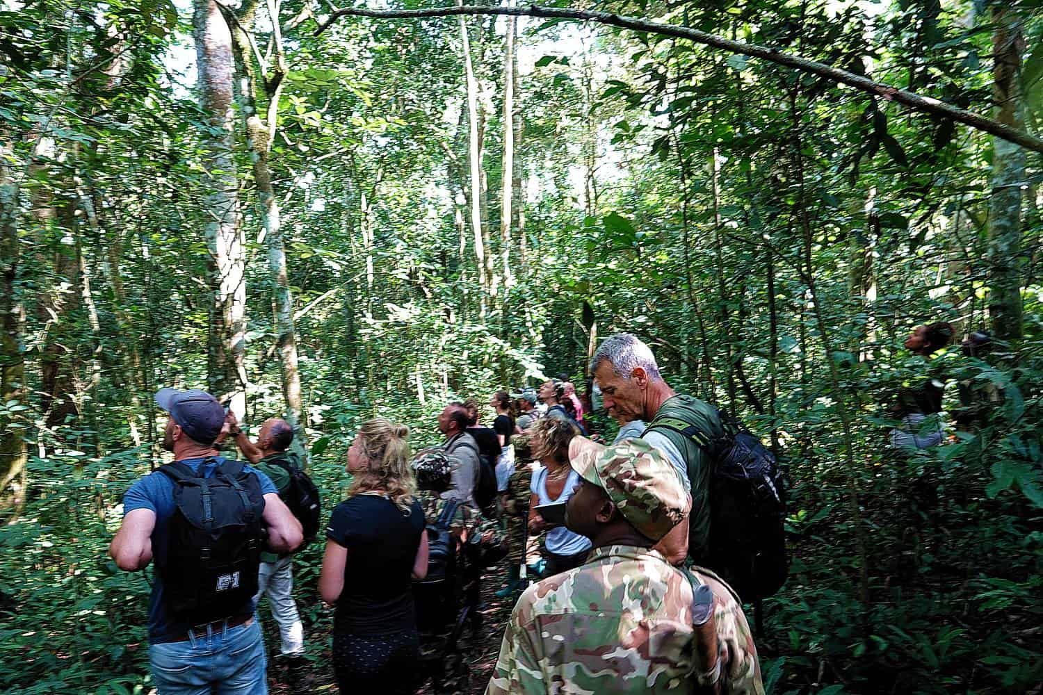 Chimpanzee Trekking Safari to Uganda