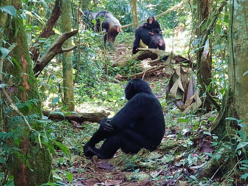 Rwanda Long Safaris