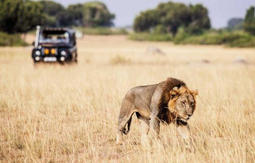 Africa Safari Discovery Tours