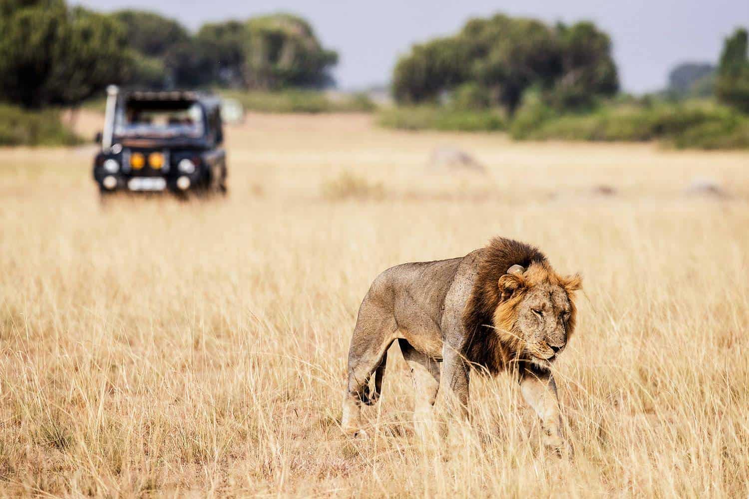 Kenya Wildlife Safaris Tour