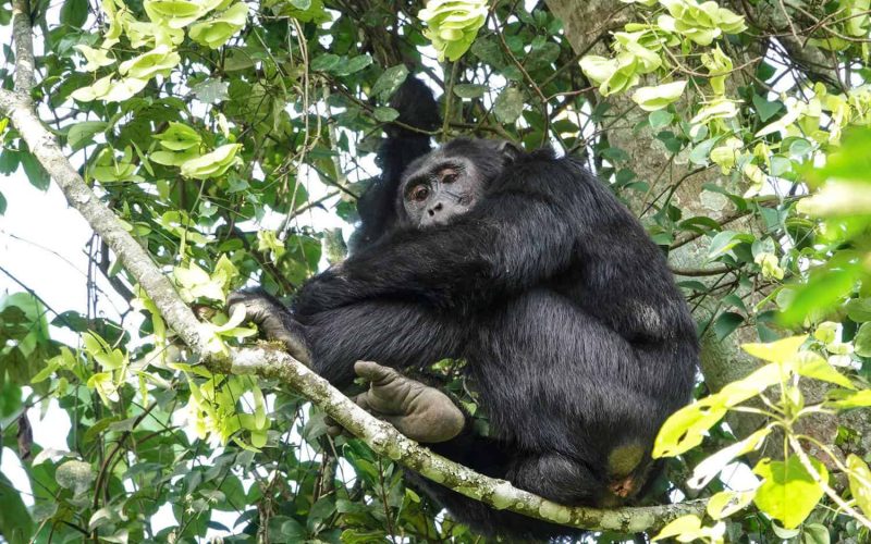 Rwanda Primates Tours