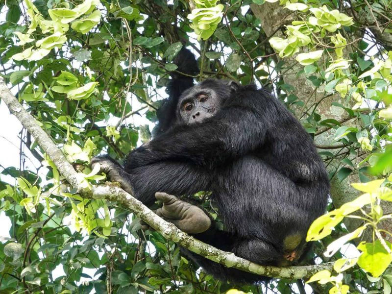Rwanda Primates Tours