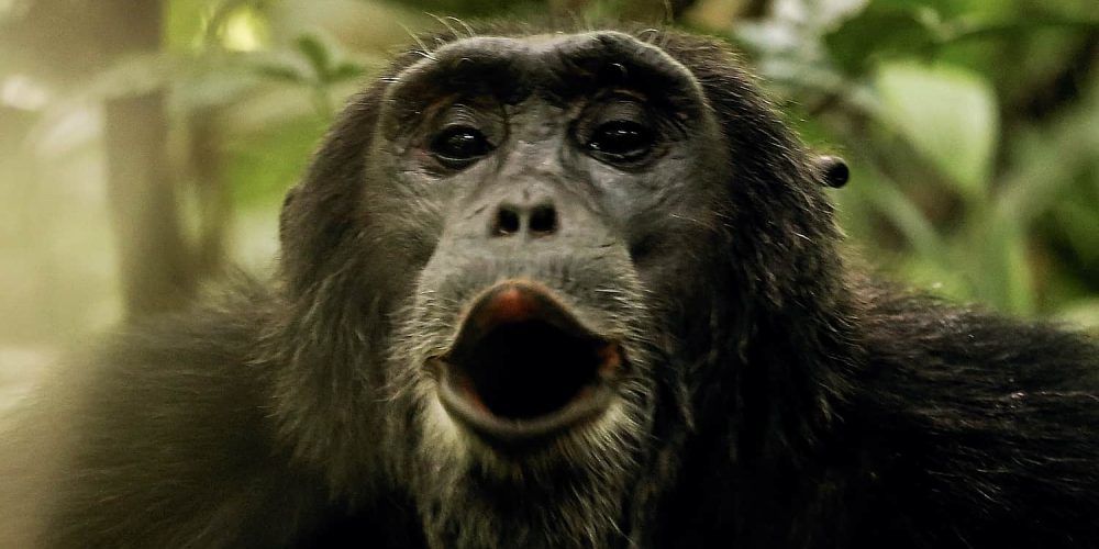 Chimpanzee Trekking Safari Rwanda